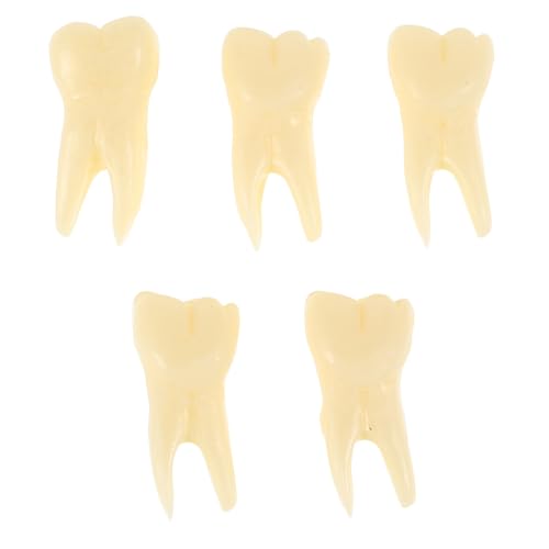 OKUMEYR 5Stücke Teiliges Lebensechtes Zahnmodell Kieferorthopädisches Modell für Simulation Zahnarztspielset für Lehrzwecke und Kreative Deko von OKUMEYR