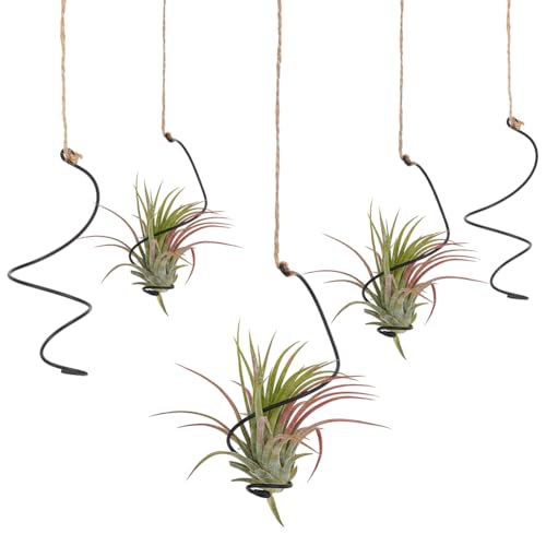 OLYCRAFT 20 Stück Schwarze Spiral Hängepflanzenanzeige Mit Juteseilen Hängender Tillandsia Halter Sukkulenten Anzeige Containerpflanzen Wandhalter Für Kleine Pflanzen Heimbüro von OLYCRAFT