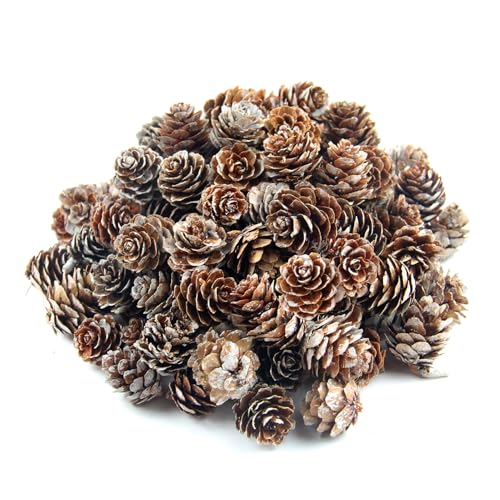 OMIGA 120 Stück Weihnachten Tannenzapfen Kleine Lärchenzapfen Natur Tannenzapfen Weihnachtsdeko Herbstdeko Christbaumschmuck Adventskranz Deko I Bastelmaterial Bastelbedarf OMIGA 120 Stück Weihnachten Tannenzapfen Kleine Lärchenzapfen Natur Tannenzapfen Weihnachtsdeko Herbstdeko Christbaumschmuck Adventskranz Deko I Bastelmaterial Bastelbedarf von OMIGA