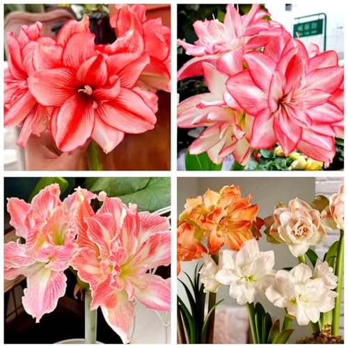 Amaryllis/Amaryllis Rhizome-Mehrjährig winterhart/Leicht zu züchten,die Blüten sind frisch und voll//Heimdekoration-2 Rhizome-F Amaryllis/Amaryllis Rhizome-Mehrjährig winterhart/Leicht zu züchten,die Blüten sind frisch und voll//Heimdekoration-2 Rhizome-F von OPVDJD