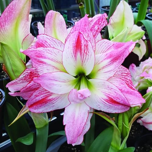 Amaryllis/Amaryllis Rhizome-Mehrjährig winterhart/Leicht zu züchten,die Blüten sind frisch und voll/Sehr dekorativ-1 Rhizome-B von OPVDJD