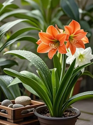 Amaryllis/Amaryllis Rhizome-Mehrjährig winterhart/Leicht zu züchten,die Blüten sind frisch und voll/Sehr dekorativ-2 Rhizome-F von OPVDJD