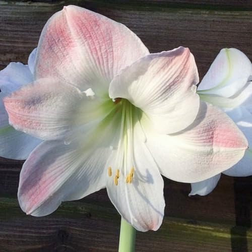 Amaryllis/Amaryllis Rhizome-Mehrjährig winterhart/Leicht zu züchten,die Blüten sind frisch und voll/Sehr dekorativ-5 Rhizome-G von OPVDJD