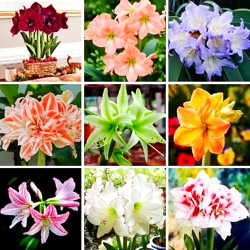 Amaryllis/Amaryllis Rhizome-Mehrjährig winterhart/Leicht zu züchten,die Blüten sind frisch und voll-2 Rhizome-B von OPVDJD