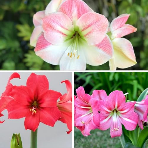 Amaryllis/Amaryllis Rhizome-Mehrjährig winterhart/Leicht zu züchten,die Blüten sind frisch und voll-4 Rhizome-C von OPVDJD