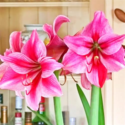 Amaryllis/Amaryllis Rhizome-Mehrjährig winterhart/Pflegeleicht/Zimmer/Balkon/Schreibtisch-1 Rhizome-E von OPVDJD