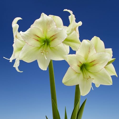 Amaryllis/Amaryllis Rhizome-Mehrjährig winterhart/Pflegeleicht/Zimmer/Balkon/Schreibtisch-2 Rhizome-D von OPVDJD