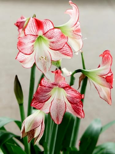 Amaryllis/Amaryllis Rhizome-Mehrjährig winterhart/winterharte Stauden/Zimmer/Balkon/Schreibtisch-2 Rhizome-C Amaryllis/Amaryllis Rhizome-Mehrjährig winterhart/winterharte Stauden/Zimmer/Balkon/Schreibtisch-2 Rhizome-C von OPVDJD