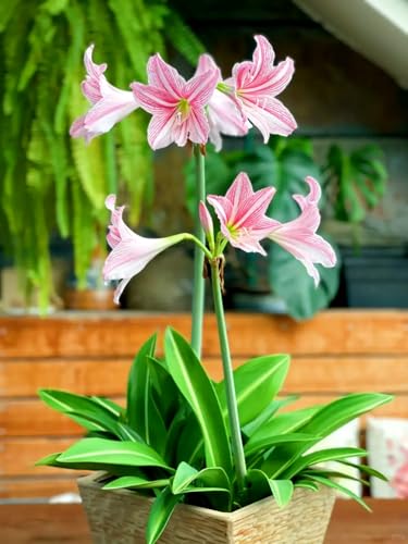 Amaryllis/Amaryllis Rhizome-Mehrjährig winterhart/winterharte Stauden/Zimmer/Balkon/Schreibtisch-2 Rhizome-D von OPVDJD