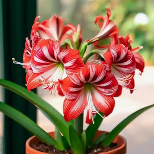 Amaryllis/Amaryllis Rhizome-Mehrjährig winterhart/winterharte Stauden/Zimmer/Balkon/Schreibtisch-2 Rhizome-E Amaryllis/Amaryllis Rhizome-Mehrjährig winterhart/winterharte Stauden/Zimmer/Balkon/Schreibtisch-2 Rhizome-E von OPVDJD