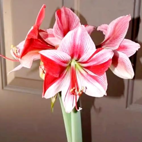 Amaryllis/Amaryllis Rhizome-Winterharte Mehrjährige/Geringer Pflegeaufwand/einfach anzubauen-1 Rhizome-C Amaryllis/Amaryllis Rhizome-Winterharte Mehrjährige/Geringer Pflegeaufwand/einfach anzubauen-1 Rhizome-C von OPVDJD