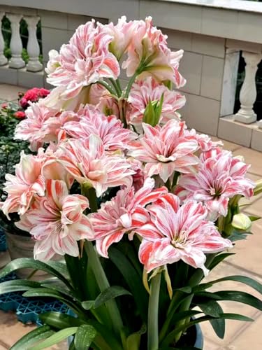 Amaryllis/Amaryllis Rhizome-Winterharte Mehrjährige/Geringer Pflegeaufwand/einfach anzubauen-3 Rhizome-G von OPVDJD