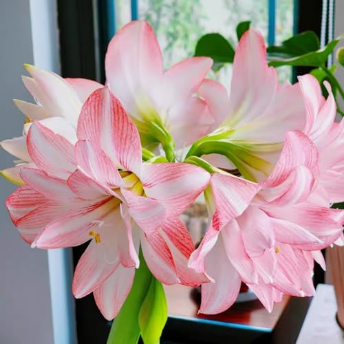 Amaryllis/Amaryllis Rhizome-Winterharte Mehrjährige/Große Blüten mit hohem Zierwert-1 Rhizome-G von OPVDJD