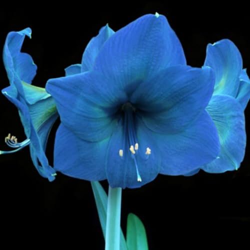 Amaryllis/Amaryllis Rhizome-Winterharte Mehrjährige/Große Blüten mit hohem Zierwert-4 Rhizome-A von OPVDJD