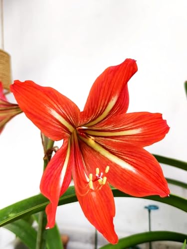 Amaryllis/Amaryllis Rhizome-Winterharte Mehrjährige/Leicht zu züchten,die Blüten sind frisch und voll-2 Rhizome-E von OPVDJD