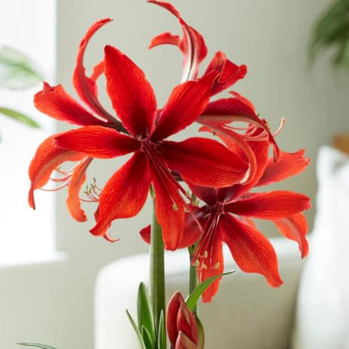 Amaryllis/Amaryllis Rhizome-Winterharte Mehrjährige/Leicht zu züchten,die Blüten sind frisch und voll-5 Rhizome-B von OPVDJD