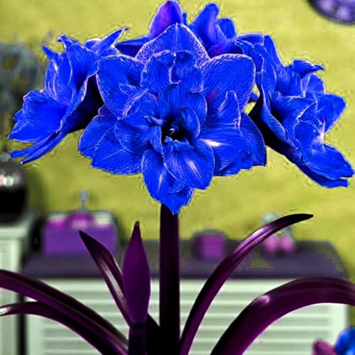 Amaryllis/Amaryllis Rhizome-mehrjährig winterhart/Pflegeleicht/Zimmer/Balkon/Schreibtisch/Heimdekoration/Sehr dekorativ-2 Rhizome-A von OPVDJD