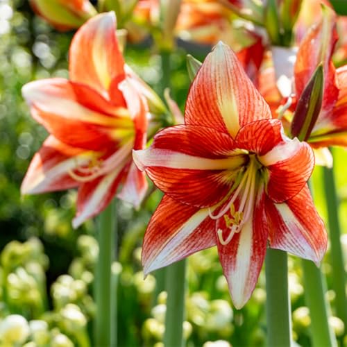 Amaryllis/Amaryllis Rhizome-mehrjährig winterhart/Pflegeleicht/Zimmer/Balkon/Schreibtisch/Heimdekoration/Sehr dekorativ-2 Rhizome-C von OPVDJD