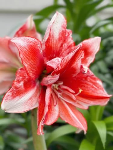 Amaryllis/Amaryllis Rhizome-mehrjährig winterhart/Pflegeleicht/Zimmer/Balkon/Schreibtisch/Heimdekoration/Sehr dekorativ-2 Rhizome-F von OPVDJD