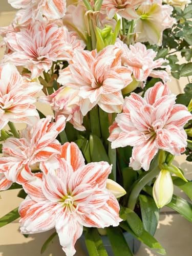 Amaryllis/Amaryllis Rhizome-mehrjährig winterhart/Pflegeleicht/Zimmer/Balkon/Schreibtisch/Heimdekoration/Sehr dekorativ-2 Rhizome-H von OPVDJD