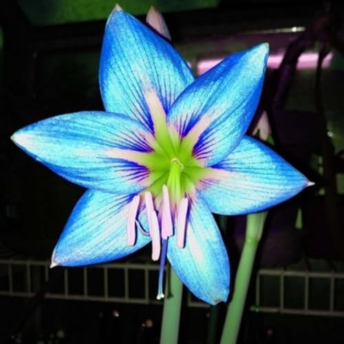 Amaryllis Rhizome-Winterharte Mehrjährige/Große Blüten mit hohem Zierwert-5 Rhizome-B von OPVDJD