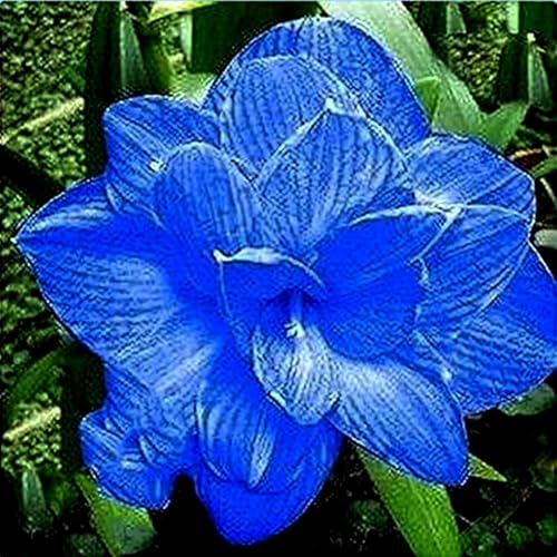 AmaryllisRhizome-mehrjährig winterhart/Leicht zu züchten,die Blüten sind frisch und voll/Sehr dekorativ-2 Rhizome-A von OPVDJD