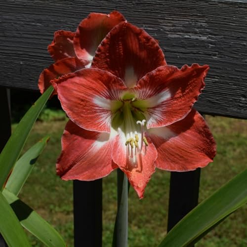 AmaryllisRhizome-mehrjährig winterhart/Leicht zu züchten,die Blüten sind frisch und voll-4 Rhizome-E AmaryllisRhizome-mehrjährig winterhart/Leicht zu züchten,die Blüten sind frisch und voll-4 Rhizome-E von OPVDJD