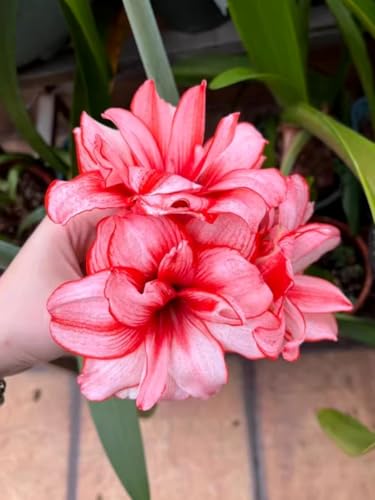 AmaryllisRhizome-mehrjährig winterhart/Pflegeleicht/Zimmer/Balkon/Schreibtisch-2 Rhizome-E von OPVDJD