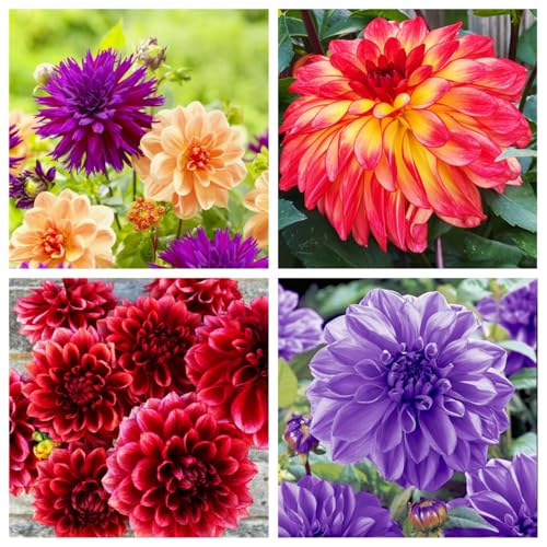 Dahlien Rhizome-Mehrjährig winterhart/Vielfältige Farben für Ihren Garten-4 Rhizome-E von OPVDJD
