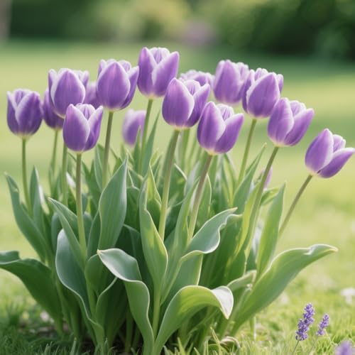 Darwin-Hybrid-Tulpen-Rhizome – winterharte Staude, geeignet für Gärten und Töpfe-10 Rhizome-E von OPVDJD