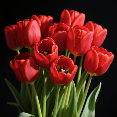 Darwin-Hybrid-Tulpen-Rhizome – winterharte Staude, geeignet für Gärten und Töpfe-15 Rhizome-F von OPVDJD
