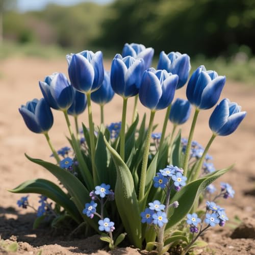 Darwin-Hybrid-Tulpen-Rhizome – winterharte Staude, geeignet für Gärten und Töpfe-4 Rhizome-C von OPVDJD