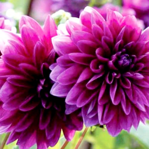 Dekorative Dahlien-Dahlien Rhizome-Mehrjährig winterhart/Seltene Sorten, Prachtvolle Blüten im Frühjahr-6 Rhizome-A Dekorative Dahlien-Dahlien Rhizome-Mehrjährig winterhart/Seltene Sorten, Prachtvolle Blüten im Frühjahr-6 Rhizome-A von OPVDJD