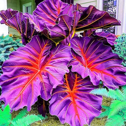 Elefantenohr-Tropical/mehrjährig winterhart,Umweltverschönerung/Gartenschätze/Heimdeko-8 Rhizome-B Elefantenohr-Tropical/mehrjährig winterhart,Umweltverschönerung/Gartenschätze/Heimdeko-8 Rhizome-B von OPVDJD