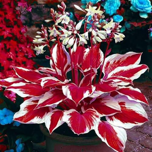 Hostas-mehrjährig winterhart,Geeignet für die Heimbepflanzung-10 Bulbus-D Hostas-mehrjährig winterhart,Geeignet für die Heimbepflanzung-10 Bulbus-D von OPVDJD