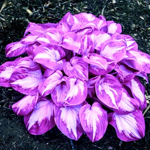 Hostas-mehrjährig winterhart,Geeignet für die Heimbepflanzung-8 Bulbus-A Hostas-mehrjährig winterhart,Geeignet für die Heimbepflanzung-8 Bulbus-A von OPVDJD