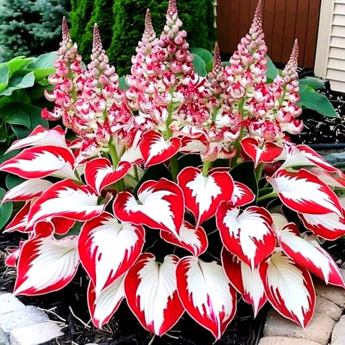 Hostas-mehrjährig winterhart,Lebende grüne Pflanzen,Geeignet für die Heimbepflanzung-4 Bulben-E Hostas-mehrjährig winterhart,Lebende grüne Pflanzen,Geeignet für die Heimbepflanzung-4 Bulben-E von OPVDJD