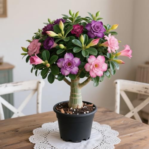 Lebende Wüstenrose(Topf)/Adenium/Wüstenrose-Winterharte Mehrjährige/Trockenheitsresistent und pflegeleicht-2 Rhizome-D von OPVDJD