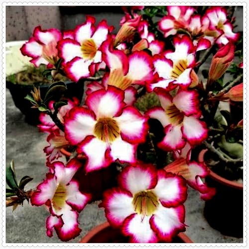 Lebende Wüstenrose(Topf)/Adenium/Wüstenrose-Winterharte Mehrjährige/Trockenheitsresistent und pflegeleicht-3 Rhizome-I von OPVDJD