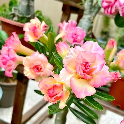 Lebende Wüstenrose/Adenium/Wüstenrose bonsai/Wüstenrose (großblütig)-Winterharte mehrjährige/Sonnenbeständig und hitzebeständig-3 Rhizome-E von OPVDJD