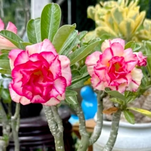 Lebende Wüstenrose/Adenium/Wüstenrose bonsai/Wüstenrose (großblütig)-Winterharte mehrjährige/Sonnenbeständig und hitzebeständig-3 Rhizome-F von OPVDJD
