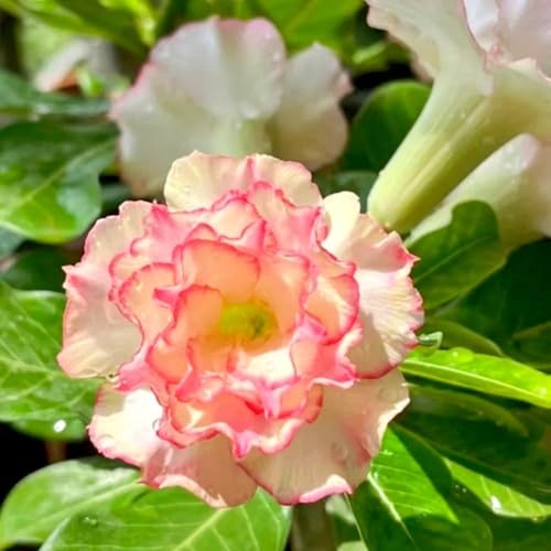 Lebende Wüstenrose/Adenium/Wüstenrose bonsai/Wüstenrose (großblütig)-Winterharte mehrjährige/Sonnenbeständig und hitzebeständig-4 Rhizome-G von OPVDJD