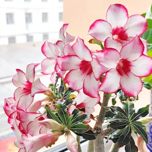 Lebende Wüstenrose/Adenium/Wüstenrose bonsai-Winterharte Mehrjährige/Sonnenbeständig/Pflegeleicht/Einfach zu kultivieren-1 Rhizome-I von OPVDJD