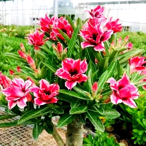 Lebende Wüstenrose/Adenium/Wüstenrose bonsai-Winterharte Mehrjährige/Sonnenbeständig/Pflegeleicht/Einfach zu kultivieren-2 Rhizome-G von OPVDJD