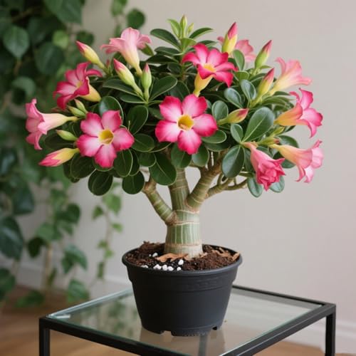 Lebende Wüstenrose/Adenium/Wüstenrose bonsai-Winterharte Mehrjährige/Sonnenbeständig/Pflegeleicht/Einfach zu kultivieren-4 Rhizome-A von OPVDJD
