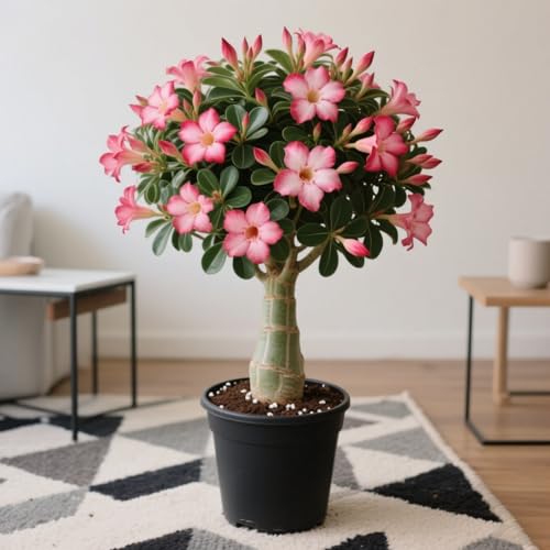 Lebende Wüstenrose/Adenium/Wüstenrose bonsai-Winterharte Mehrjährige/Sonnenbeständig/Pflegeleicht/Einfach zu kultivieren-4 Rhizome-D von OPVDJD