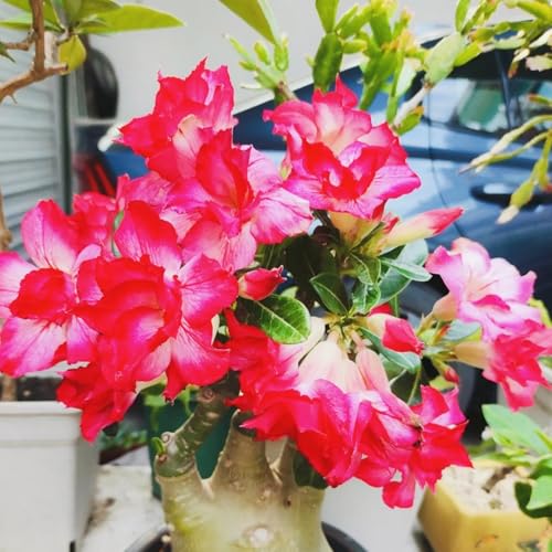 Lebende Wüstenrose/Adenium/Wüstenrose bonsai-Winterharte Mehrjährige/Sonnenbeständig/Pflegeleicht/Einfach zu kultivieren-4 Rhizome-F von OPVDJD