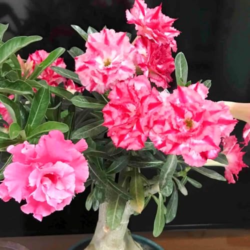 Lebende Wüstenrose/Adenium/Wüstenrose bonsai-Winterharte Mehrjährige/Sonnenbeständig/Trockenheitsresistent/Pflegeleicht-2 Rhizome-E von OPVDJD