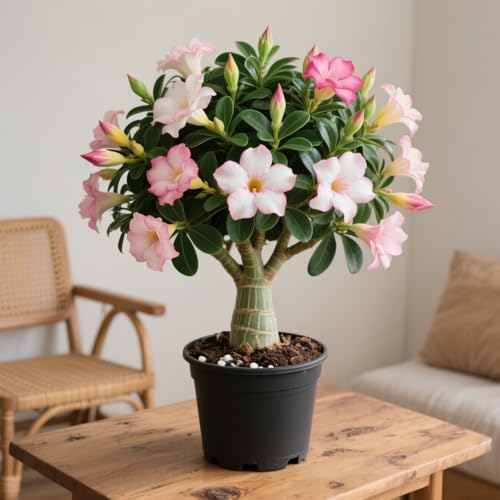 Lebende Wüstenrose/Adenium/Wüstenrose bonsai-Winterharte Mehrjährige/Sonnenbeständig/Trockenheitsresistent/Pflegeleicht-4 Rhizome-C von OPVDJD