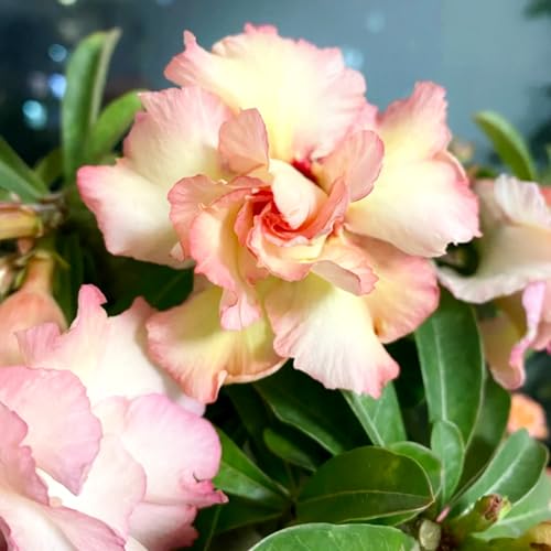 Lebende Wüstenrose/Adenium/Wüstenrose bonsai-Winterharte Mehrjährige/Sonnenbeständig/Trockenheitsresistent/Pflegeleicht-4 Rhizome-F von OPVDJD